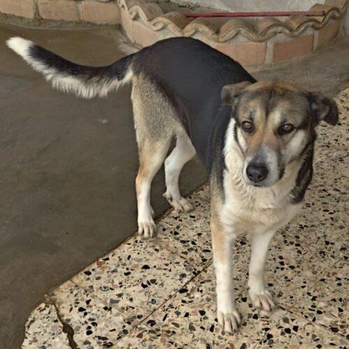 Magda -  4 Anni (Nata Indicativamente A Giugno Del 2021)  Razza: Meticcio  Taglia: Grande Carattere: Dolce, Buona, Socievole